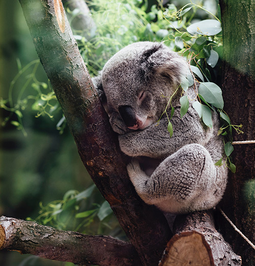 cute koala