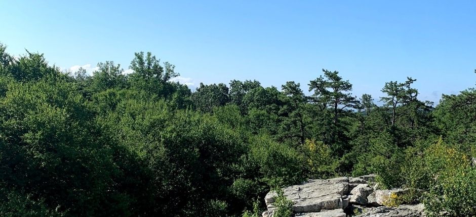 view of trees and sky