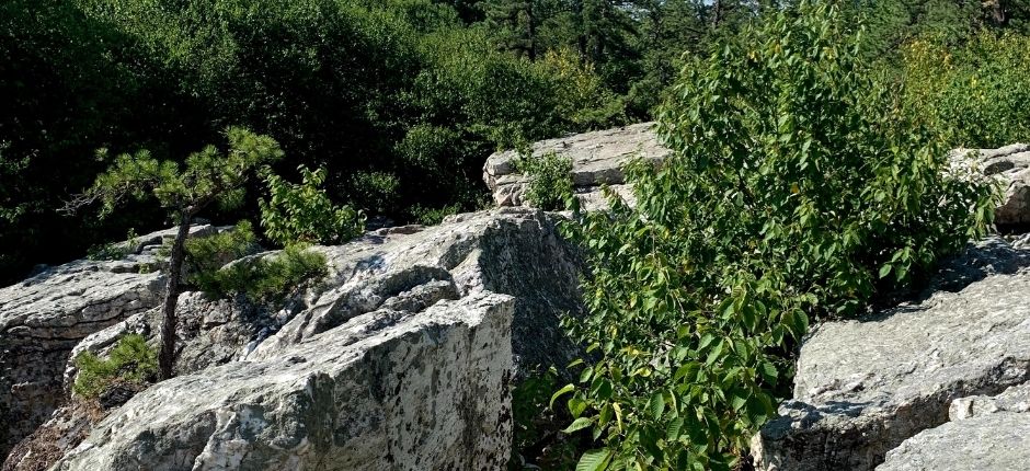 trees popping through rocks